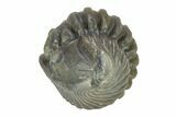 Wide, Enrolled Flexicalymene Trilobite - Indiana #287248-2
